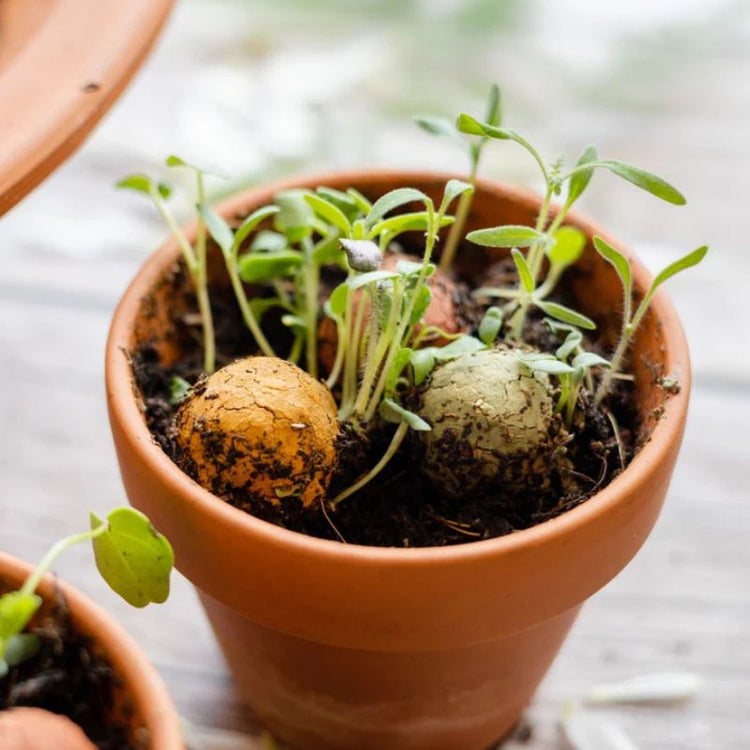 blossombs - bloembommen - bedankt  (2st)