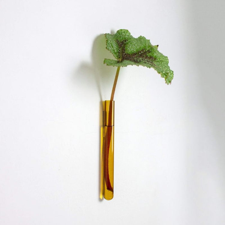 muurbloempjes - amber - 1 stuk