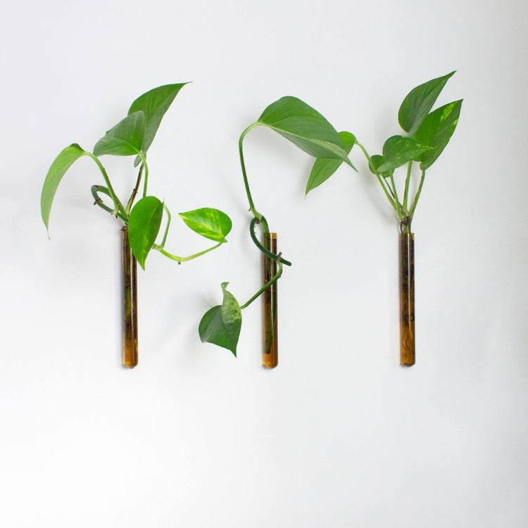 muurbloempjes - amber - set van 3