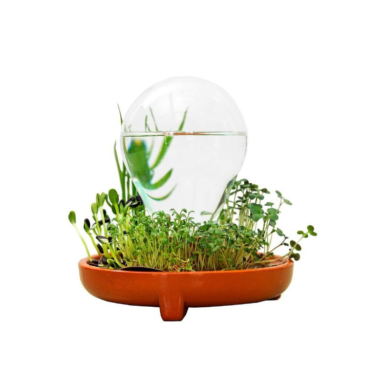 house of thol - patella crescenda - micro vegetable growing kit