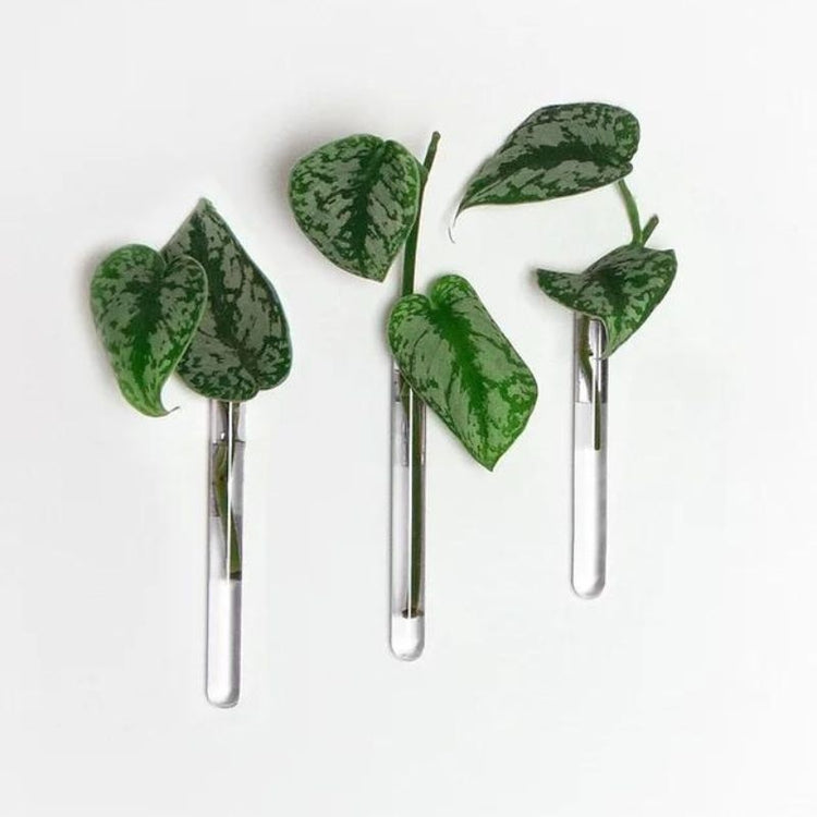 muurbloempjes - transparant - set van 3