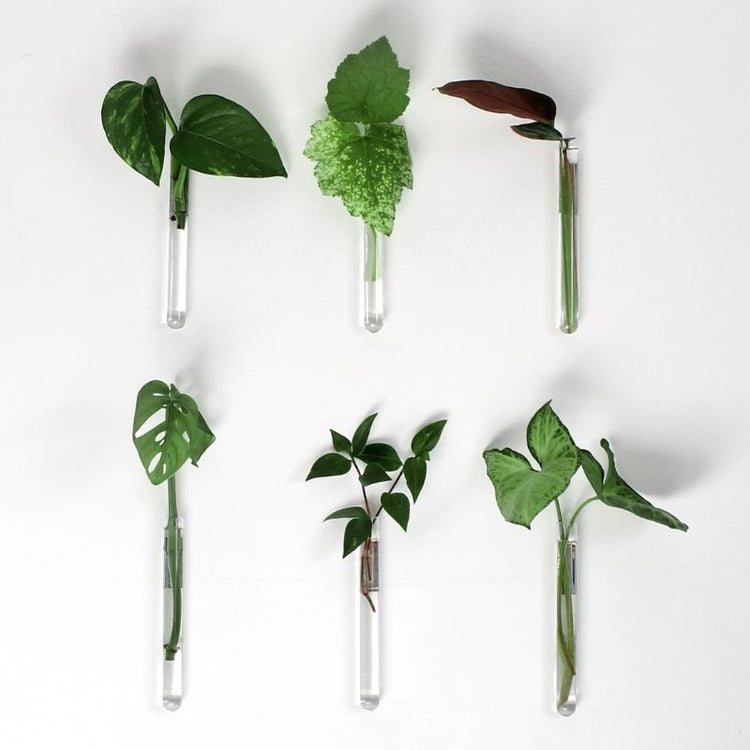 muurbloempjes - transparant - set van 6