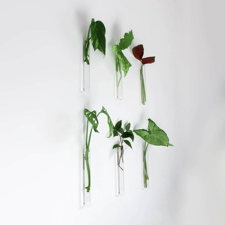 muurbloempjes - transparant - set van 6