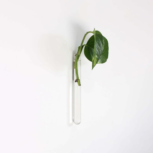 transparent - 1 piece