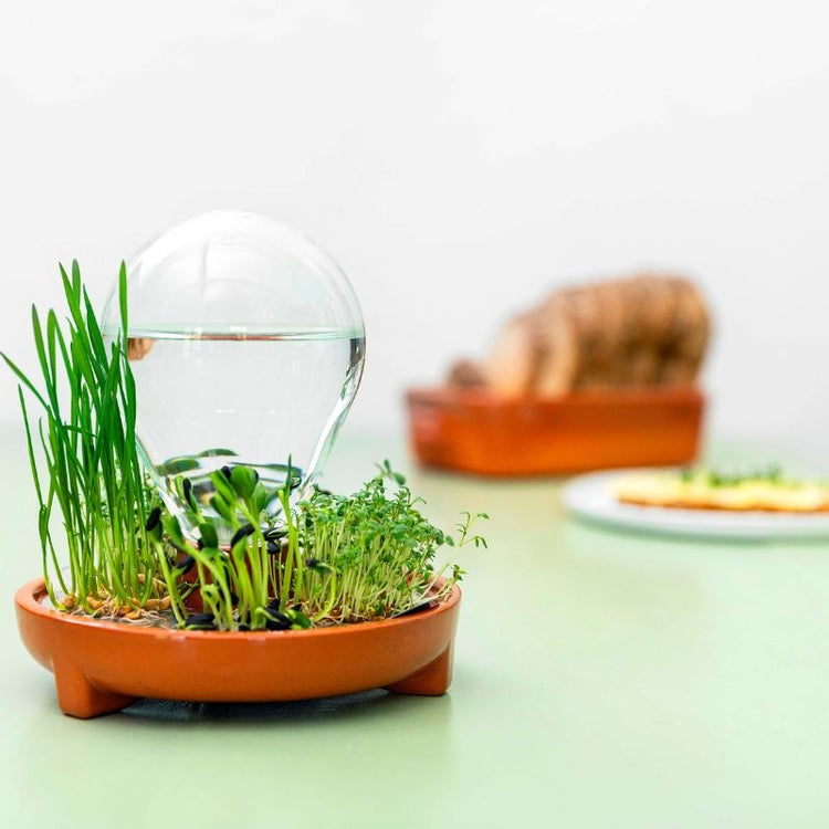 house of thol - patella crescenda - micro vegetable growing kit