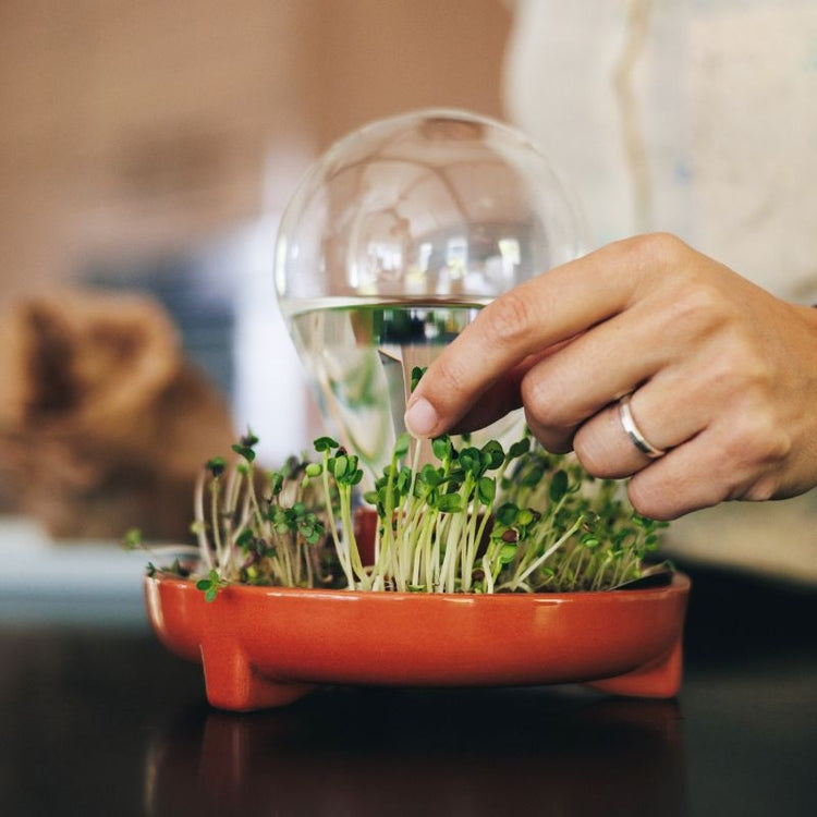 house of thol - patella crescenda - micro vegetable growing kit