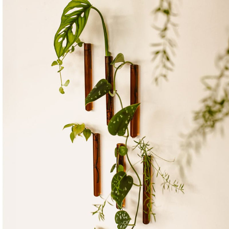 muurbloempjes - amber - set van 6