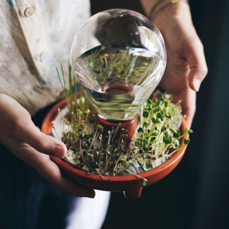 house of thol - patella crescenda - micro vegetable growing kit