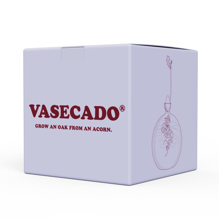 Glazen acorn kweekvaas in mooie geschenkdoos