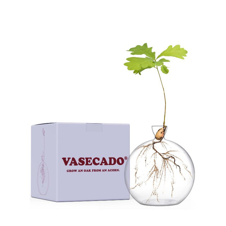 Glazen acorn kweekvaas in eenvoudige geschenkdoos