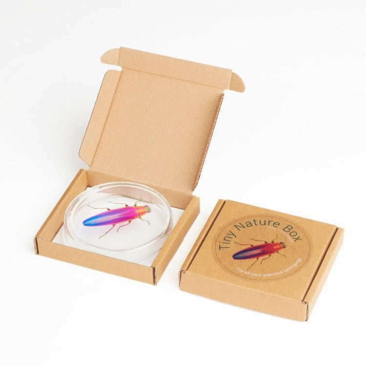 studio carmela bogman - tiny nature box