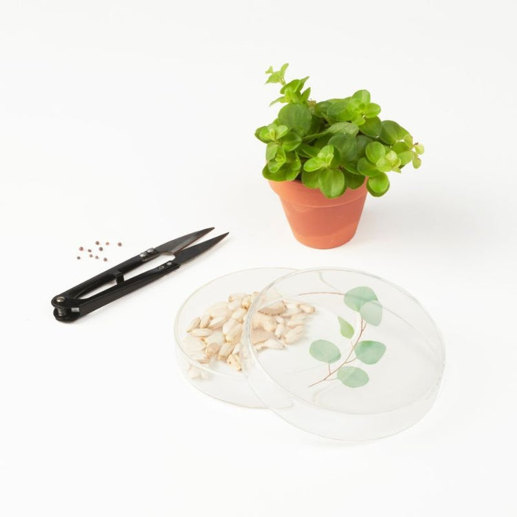 studio carmela bogman - tiny nature box