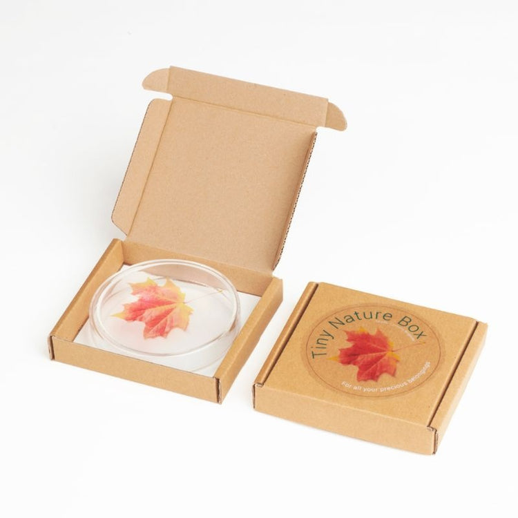 studio carmela bogman - tiny nature box