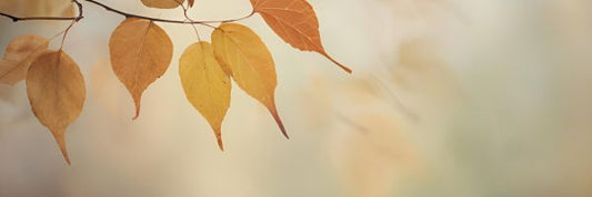 autumn | tips voor 'n heerlijke herfst