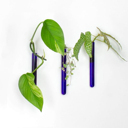 muurbloempjes - blauw -  set van 3