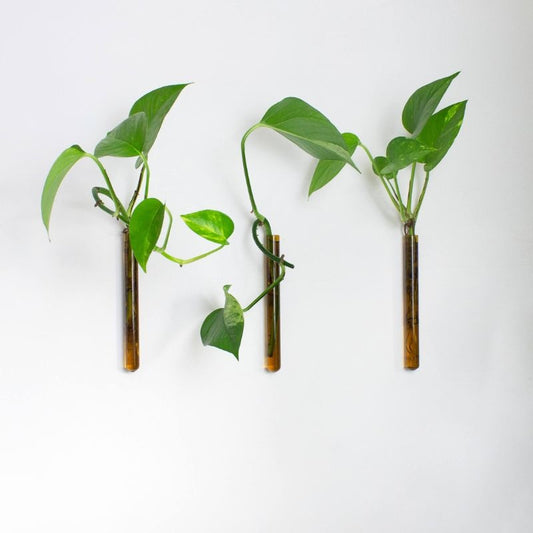 amber - set of 3