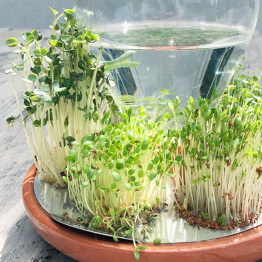 house of thol - microgreens starter kit