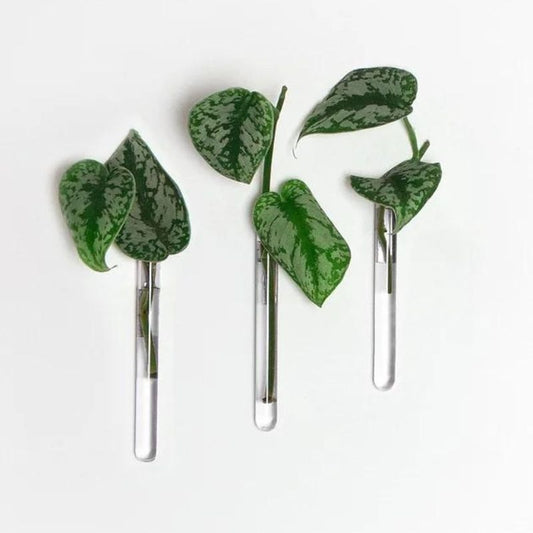 muurbloempjes - transparant - set van 3