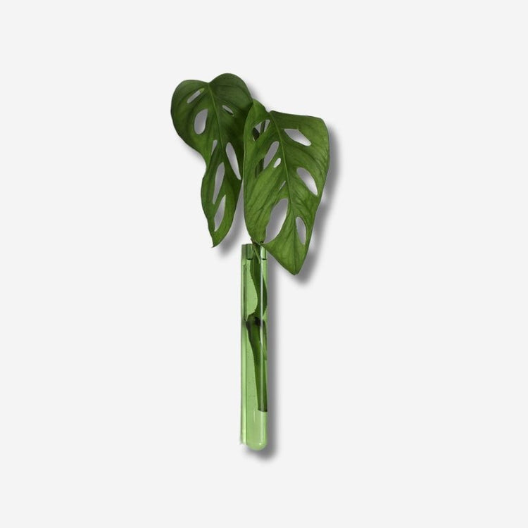 muurbloempjes - green - 1 piece