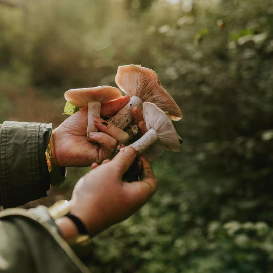 slower living - eva krebbers