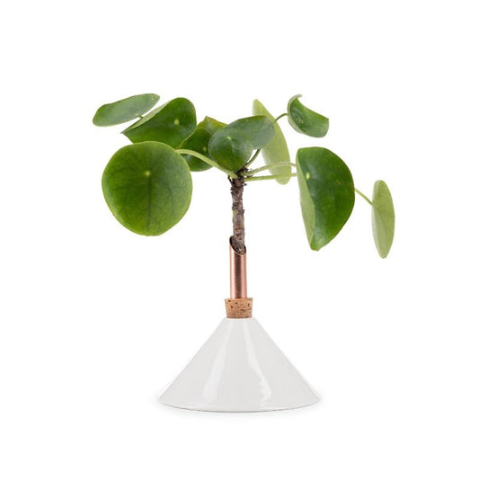 scandinavia form - consilium vaas  - snow white - large