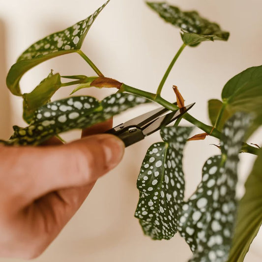 muurbloempjes - pruning scissors