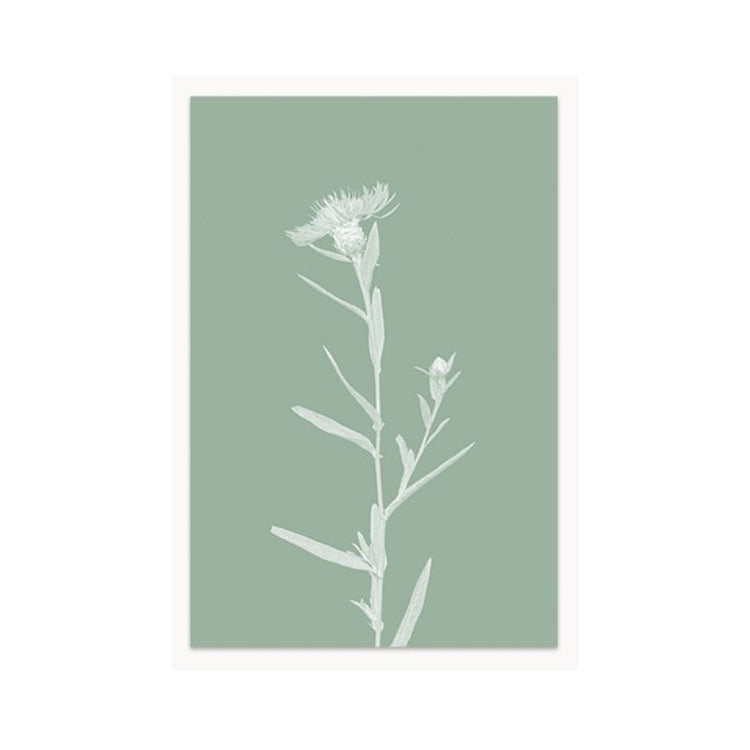 poster wildflowers - knapweed