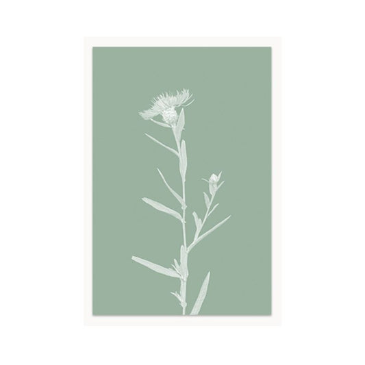 poster wildflowers - knapweed