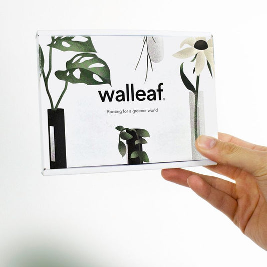 muurbloempjes - groen - set van 6