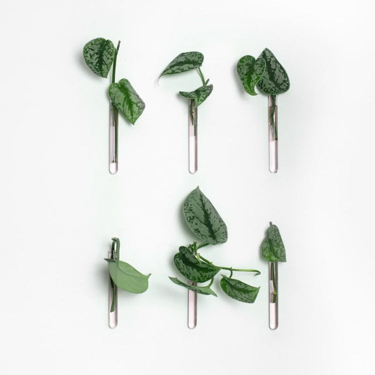 muurbloempjes - roze - set van 6