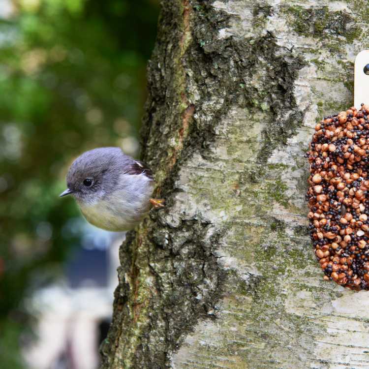 studio carmela bogman - dessert for birds - indian summer