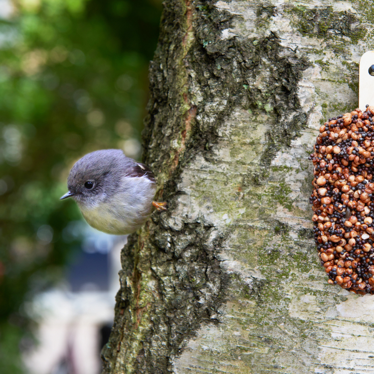 dessert for birds - indian summer