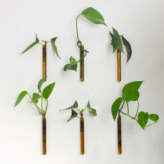 muurbloempjes - amber -  set van 6