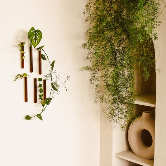 muurbloempjes - amber -  set van 6