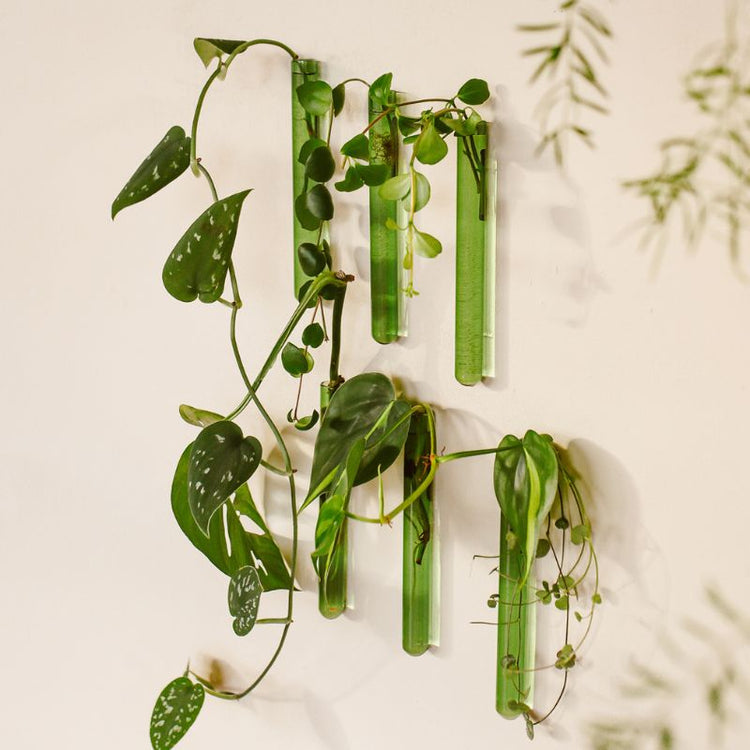 muurbloempjes - groen -  set van 6