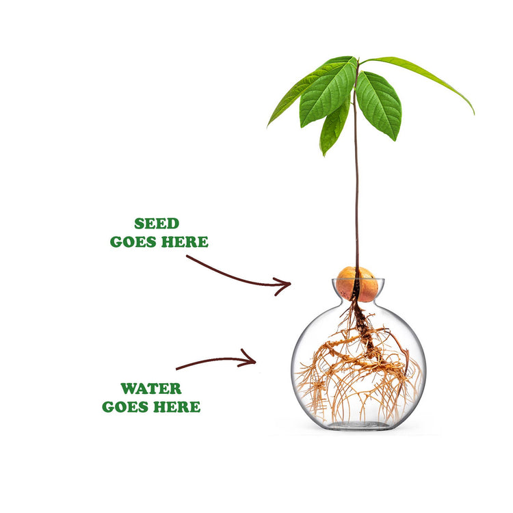 Wortels en avocadopit zichtbaar in heldere glazen kweekvaas