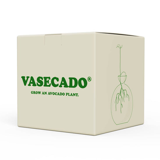 Handgeblazen glazen avocado kweekvaas in  mooie geschenkdoos
