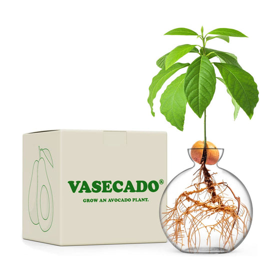 Handgeblazen glazen avocado kweekvaas in geschenkdoos