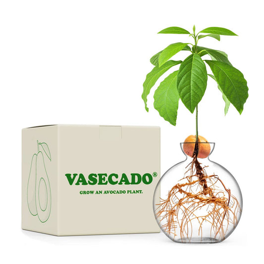 Handgeblazen glazen avocado kweekvaas in geschenkdoos