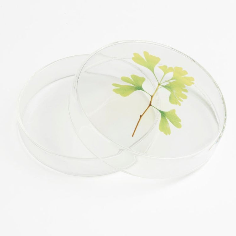 studio carmela bogman - tiny nature box